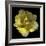 Yellow Tulip-Magda Indigo-Framed Photographic Print