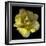 Yellow Tulip-Magda Indigo-Framed Photographic Print