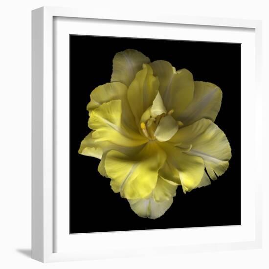 Yellow Tulip-Magda Indigo-Framed Photographic Print