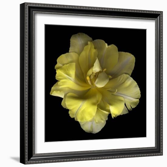 Yellow Tulip-Magda Indigo-Framed Photographic Print