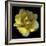 Yellow Tulip-Magda Indigo-Framed Photographic Print