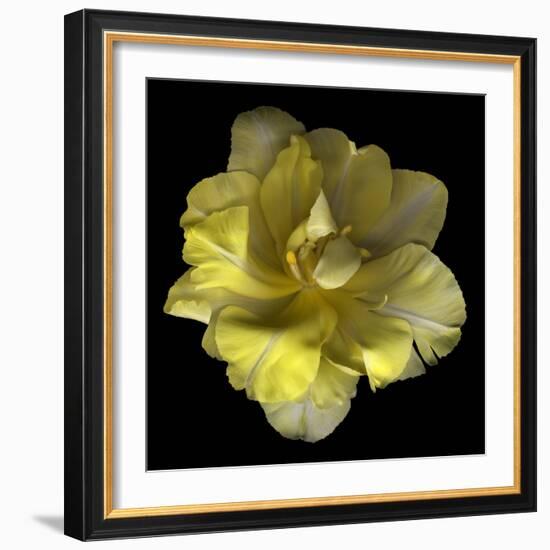 Yellow Tulip-Magda Indigo-Framed Photographic Print