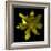 Yellow Tulip-Magda Indigo-Framed Photographic Print