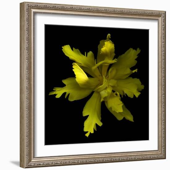 Yellow Tulip-Magda Indigo-Framed Photographic Print