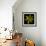 Yellow Tulip-Magda Indigo-Framed Photographic Print displayed on a wall