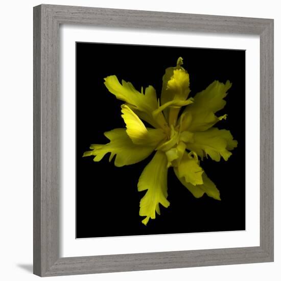 Yellow Tulip-Magda Indigo-Framed Photographic Print