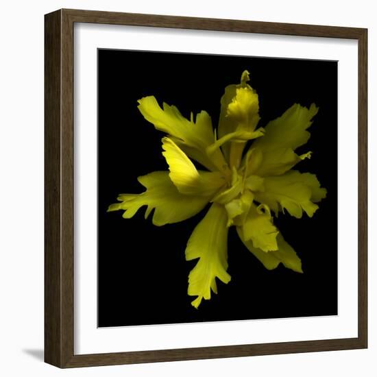 Yellow Tulip-Magda Indigo-Framed Photographic Print