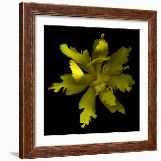 Yellow Tulip-Magda Indigo-Framed Photographic Print