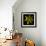 Yellow Tulip-Magda Indigo-Framed Photographic Print displayed on a wall