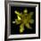 Yellow Tulip-Magda Indigo-Framed Photographic Print