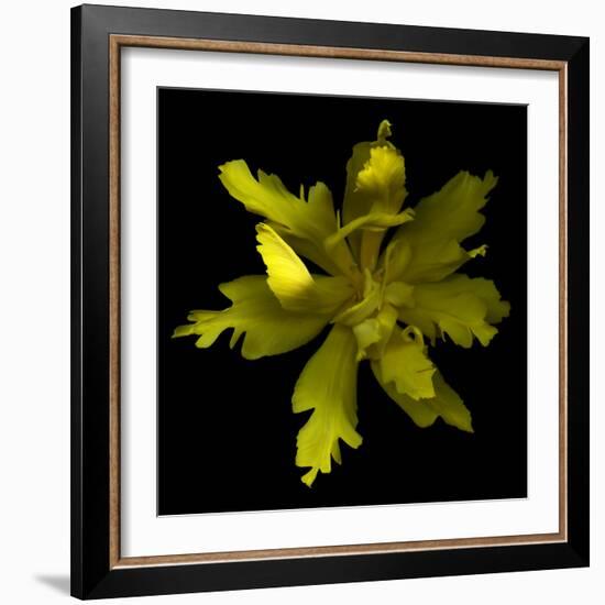 Yellow Tulip-Magda Indigo-Framed Photographic Print