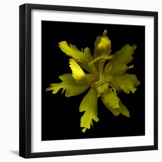 Yellow Tulip-Magda Indigo-Framed Photographic Print