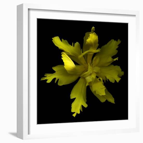 Yellow Tulip-Magda Indigo-Framed Photographic Print