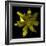 Yellow Tulip-Magda Indigo-Framed Photographic Print