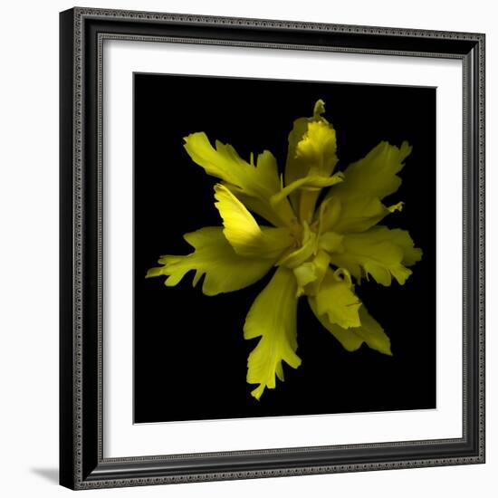 Yellow Tulip-Magda Indigo-Framed Photographic Print