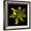 Yellow Tulip-Magda Indigo-Framed Photographic Print