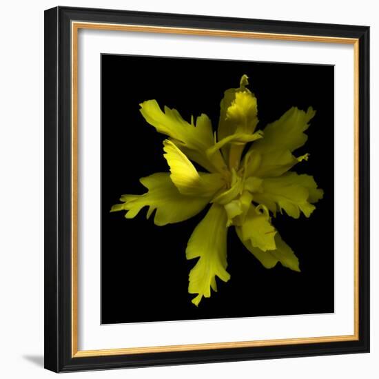 Yellow Tulip-Magda Indigo-Framed Photographic Print