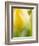 Yellow Tulip-Brent Bergherm-Framed Photographic Print