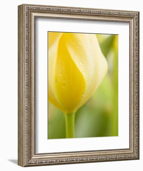 Yellow Tulip-Brent Bergherm-Framed Photographic Print