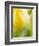 Yellow Tulip-Brent Bergherm-Framed Photographic Print