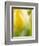 Yellow Tulip-Brent Bergherm-Framed Photographic Print