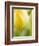 Yellow Tulip-Brent Bergherm-Framed Photographic Print