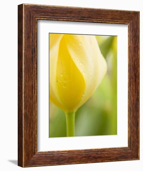 Yellow Tulip-Brent Bergherm-Framed Photographic Print