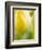 Yellow Tulip-Brent Bergherm-Framed Photographic Print