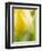 Yellow Tulip-Brent Bergherm-Framed Photographic Print