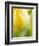 Yellow Tulip-Brent Bergherm-Framed Photographic Print