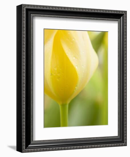 Yellow Tulip-Brent Bergherm-Framed Photographic Print