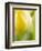 Yellow Tulip-Brent Bergherm-Framed Photographic Print