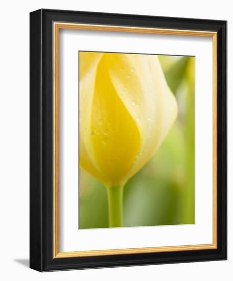 Yellow Tulip-Brent Bergherm-Framed Photographic Print