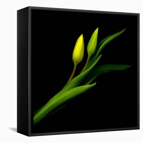 Yellow Tulip-Magda Indigo-Framed Premier Image Canvas