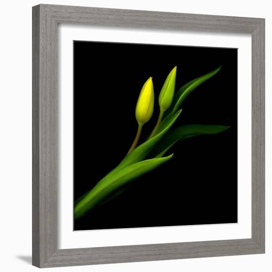 Yellow Tulip-Magda Indigo-Framed Photographic Print