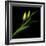 Yellow Tulip-Magda Indigo-Framed Photographic Print