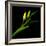 Yellow Tulip-Magda Indigo-Framed Photographic Print