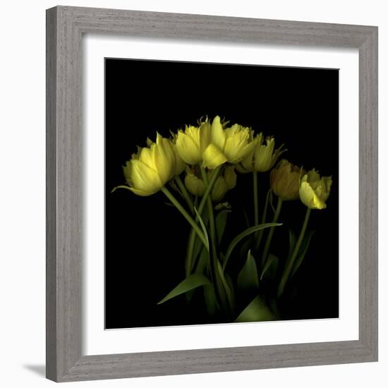 Yellow Tulips 1-Magda Indigo-Framed Photographic Print