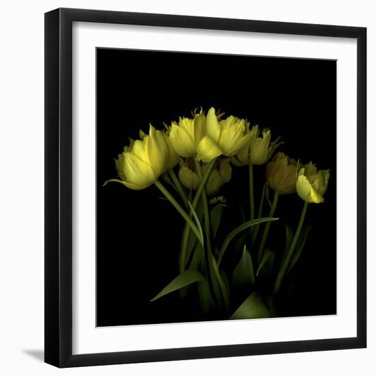 Yellow Tulips 1-Magda Indigo-Framed Photographic Print