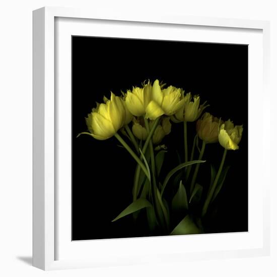 Yellow Tulips 1-Magda Indigo-Framed Photographic Print