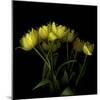 Yellow Tulips 1-Magda Indigo-Mounted Photographic Print