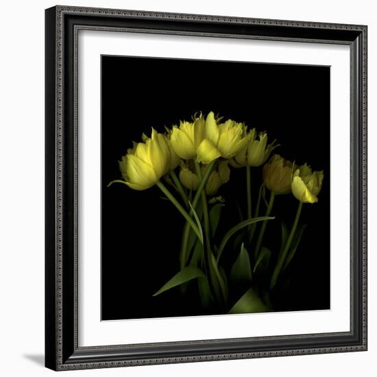 Yellow Tulips 1-Magda Indigo-Framed Photographic Print