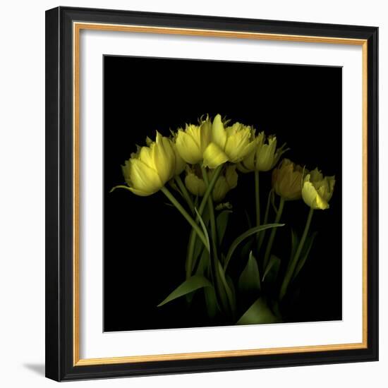 Yellow Tulips 1-Magda Indigo-Framed Photographic Print