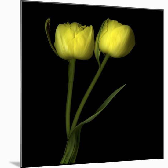 Yellow Tulips 2-Magda Indigo-Mounted Photographic Print