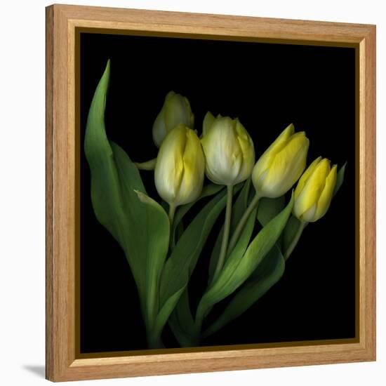 Yellow Tulips 3-Magda Indigo-Framed Premier Image Canvas