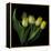 Yellow Tulips 3-Magda Indigo-Framed Premier Image Canvas