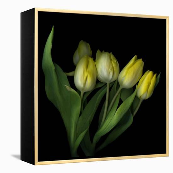 Yellow Tulips 3-Magda Indigo-Framed Premier Image Canvas