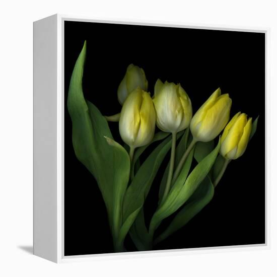 Yellow Tulips 3-Magda Indigo-Framed Premier Image Canvas