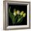 Yellow Tulips 3-Magda Indigo-Framed Photographic Print