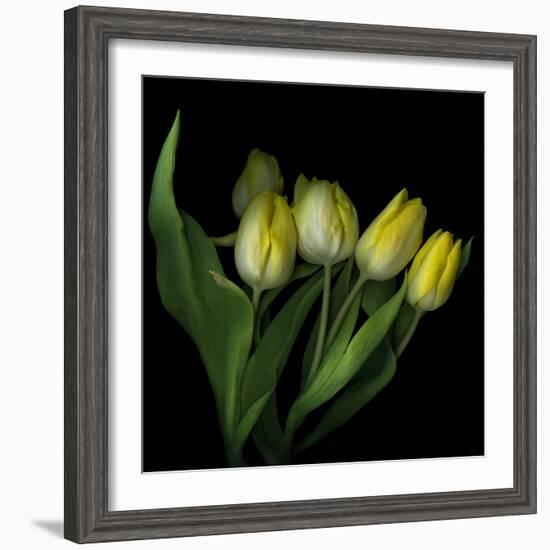 Yellow Tulips 3-Magda Indigo-Framed Photographic Print